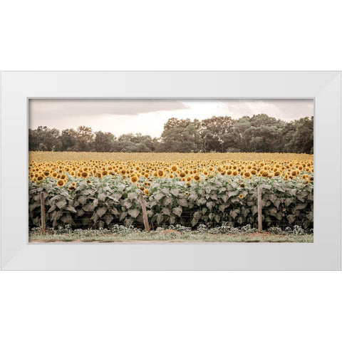 Sunflower Field No. 7 White Modern Wood Framed Art Print by Rigsby, Jennifer