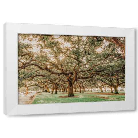 Low Country Oaks II White Modern Wood Framed Art Print by Rigsby, Jennifer