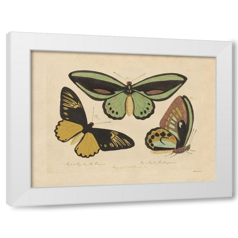 Vintage Butterflies 3 White Modern Wood Framed Art Print by Stellar Design Studio