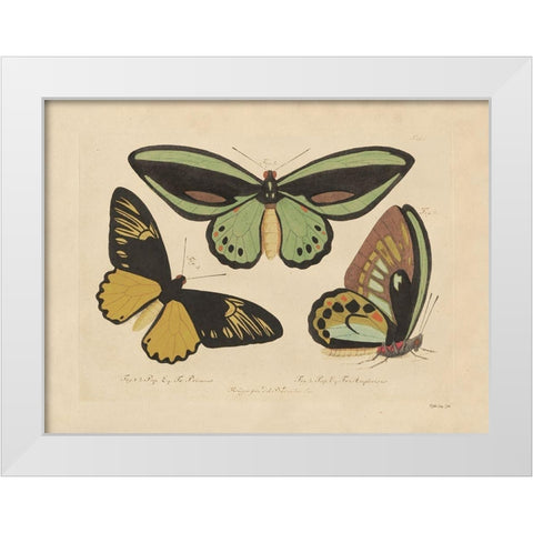 Vintage Butterflies 3 White Modern Wood Framed Art Print by Stellar Design Studio