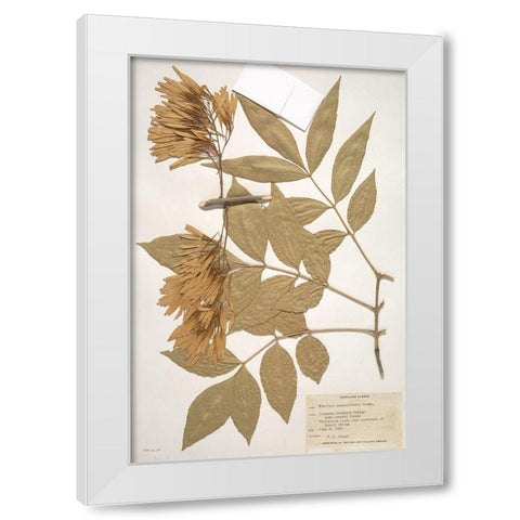 Herbarium 1 White Modern Wood Framed Art Print by Stellar Design Studio