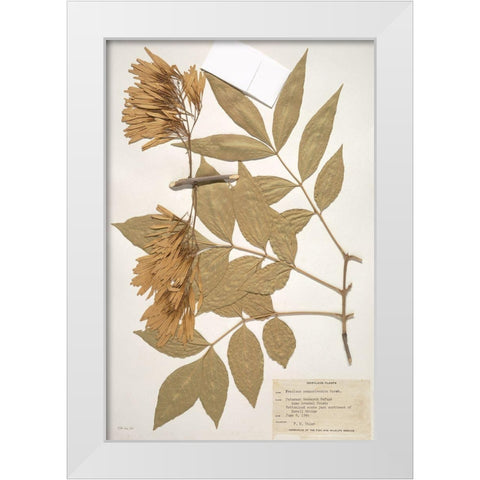 Herbarium 1 White Modern Wood Framed Art Print by Stellar Design Studio