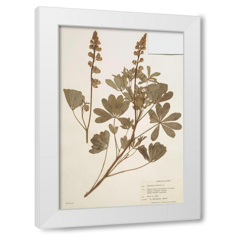 Herbarium 2 White Modern Wood Framed Art Print by Stellar Design Studio