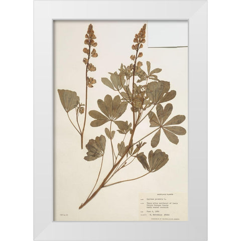 Herbarium 2 White Modern Wood Framed Art Print by Stellar Design Studio