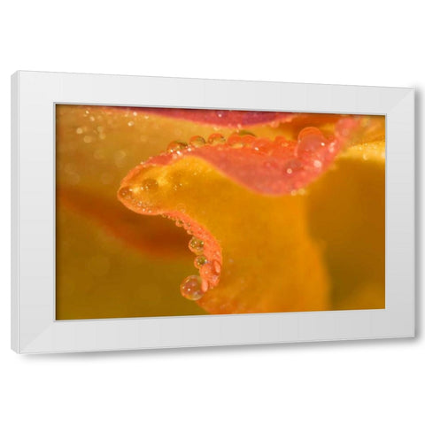 Abstract of flower petal edge in the rain White Modern Wood Framed Art Print by Rotenberg, Nancy