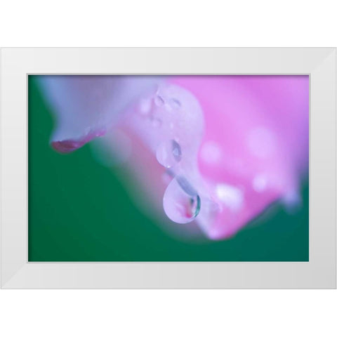 Petals with Drops of Rain White Modern Wood Framed Art Print by Rotenberg, Nancy