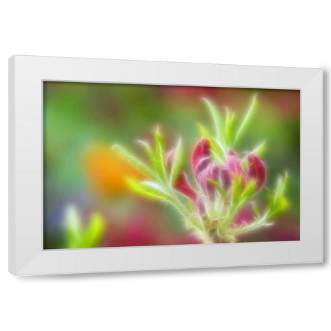 Abstract close-up of azalea buds White Modern Wood Framed Art Print by Paulson, Don
