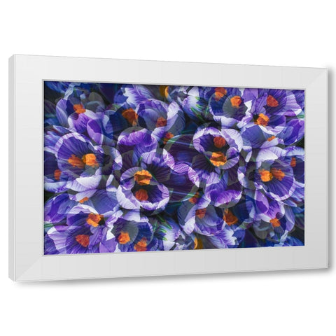 Crocus photo montage White Modern Wood Framed Art Print by Jaynes Gallery