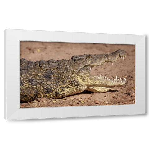 Africa, Botswana, Chobe NP Cocodile Close up White Modern Wood Framed Art Print by Kaveney, Wendy