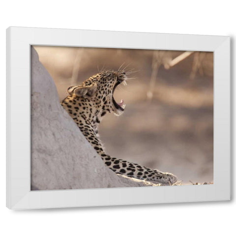 Africa, Botswana, Chobe NP Yawning leopard White Modern Wood Framed Art Print by Kaveney, Wendy