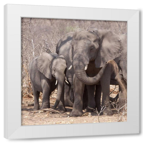 Africa, Botswana, Chobe Mother and baby elephant White Modern Wood Framed Art Print by Kaveney, Wendy