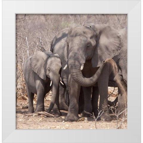 Africa, Botswana, Chobe Mother and baby elephant White Modern Wood Framed Art Print by Kaveney, Wendy