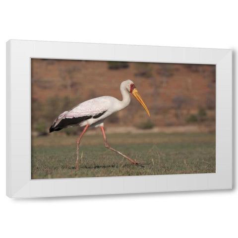 Africa, Botswana, Chobe NP Saddle-billed Stork White Modern Wood Framed Art Print by Kaveney, Wendy