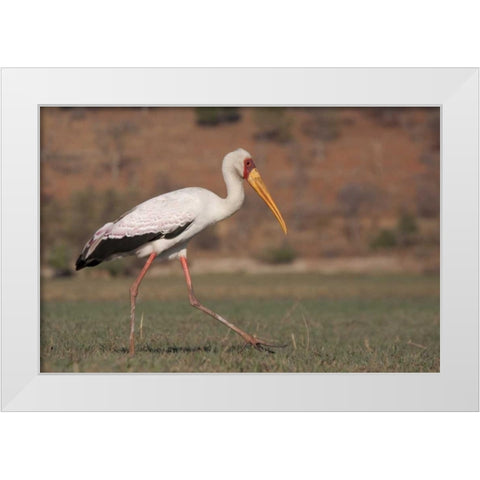 Africa, Botswana, Chobe NP Saddle-billed Stork White Modern Wood Framed Art Print by Kaveney, Wendy
