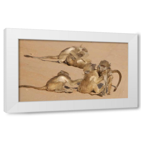 Africa, Botswana, Chobe NP Young baboons at play White Modern Wood Framed Art Print by Kaveney, Wendy