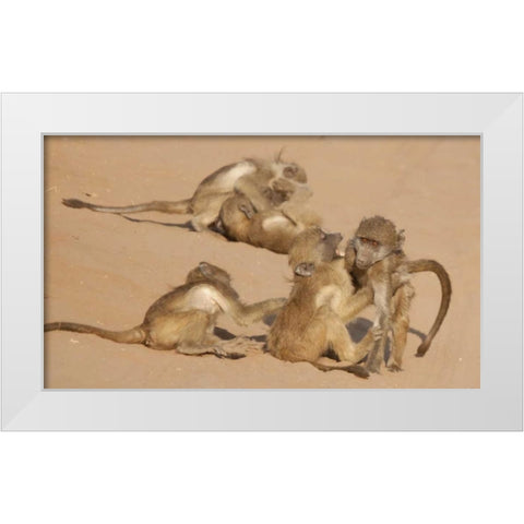 Africa, Botswana, Chobe NP Young baboons at play White Modern Wood Framed Art Print by Kaveney, Wendy