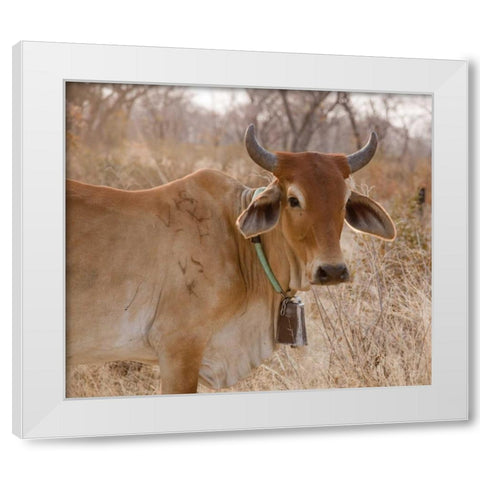 Africa, Botswana, Tsodilo Hills Cow with bell White Modern Wood Framed Art Print by Kaveney, Wendy