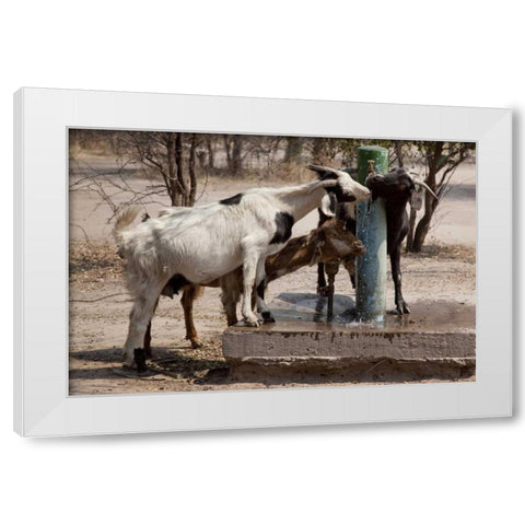 Botswana, Tsodilo Hills Goats drinking from pump White Modern Wood Framed Art Print by Kaveney, Wendy