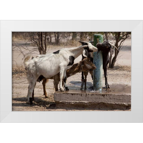 Botswana, Tsodilo Hills Goats drinking from pump White Modern Wood Framed Art Print by Kaveney, Wendy