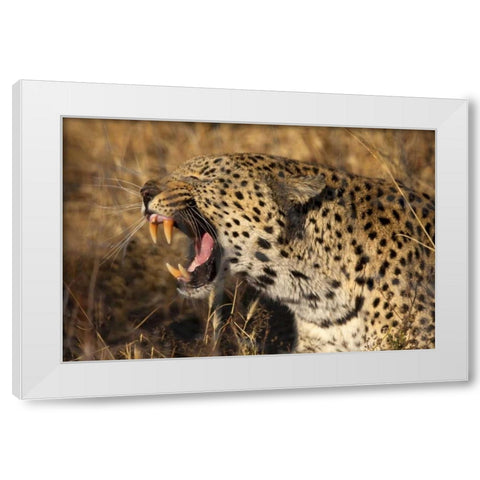 Botswana, Savute Game Reserve Yawning leopard White Modern Wood Framed Art Print by Zuckerman, Jim