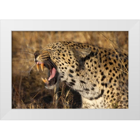 Botswana, Savute Game Reserve Yawning leopard White Modern Wood Framed Art Print by Zuckerman, Jim