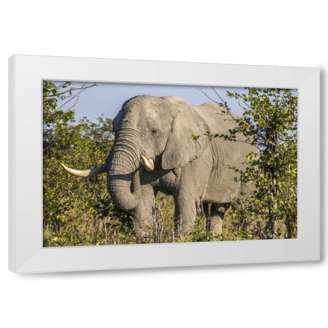 Botswana, Savute Game Reserve Elephant eating White Modern Wood Framed Art Print by Zuckerman, Jim