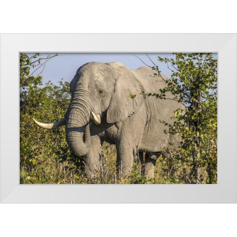 Botswana, Savute Game Reserve Elephant eating White Modern Wood Framed Art Print by Zuckerman, Jim