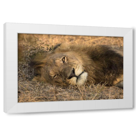 Botswana, Savute Game Reserve Sleeping male lion White Modern Wood Framed Art Print by Zuckerman, Jim