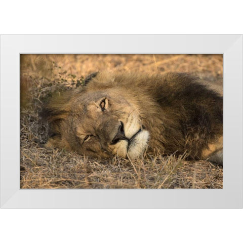 Botswana, Savute Game Reserve Sleeping male lion White Modern Wood Framed Art Print by Zuckerman, Jim