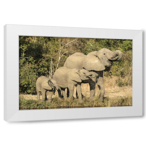 Botswana, Savuti Game Reserve Elephants drinking White Modern Wood Framed Art Print by Zuckerman, Jim