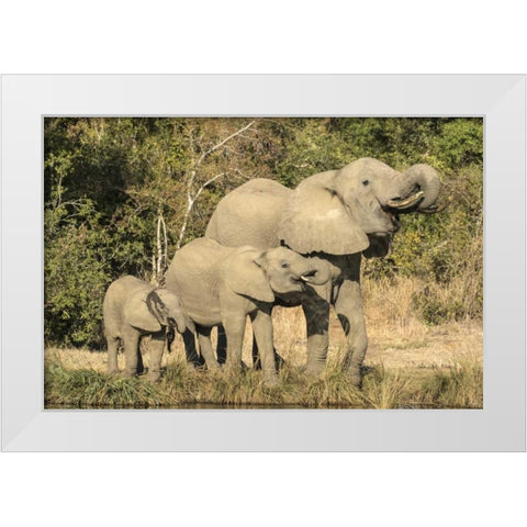 Botswana, Savuti Game Reserve Elephants drinking White Modern Wood Framed Art Print by Zuckerman, Jim