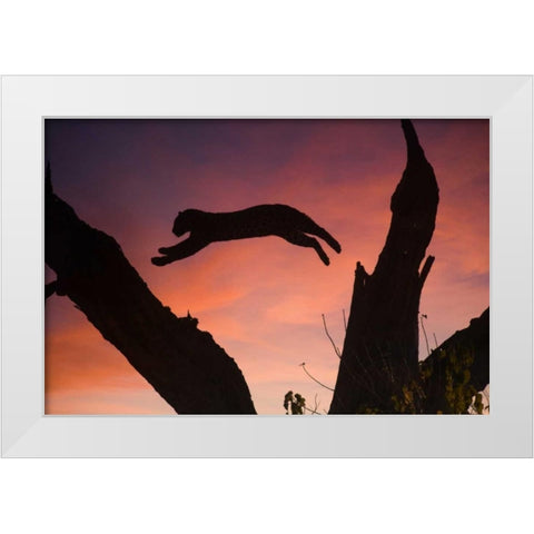 Botswana, Savuti Game Reserve Leopard leaping White Modern Wood Framed Art Print by Zuckerman, Jim