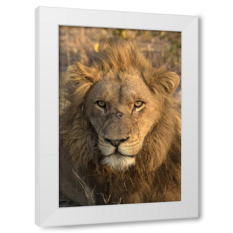 Africa, Botswana, Savuti Game Reserve Male lion White Modern Wood Framed Art Print by Zuckerman, Jim