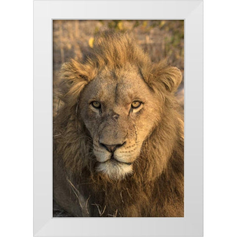 Africa, Botswana, Savuti Game Reserve Male lion White Modern Wood Framed Art Print by Zuckerman, Jim