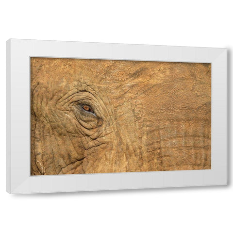 Africa-Botswana-Kasane-Close-up of Bull Elephants eye at sunset near Chobe River White Modern Wood Framed Art Print by Souders, Paul