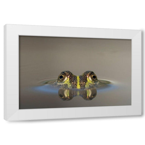 Africa-Botswana-Nxai Pan National Park-Young African Bullfrog lies nearly submerged in shallow pool White Modern Wood Framed Art Print by Souders, Paul