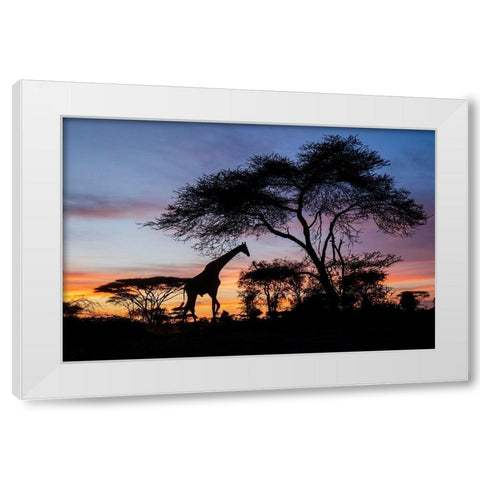 Africa-Botswana-Chobe National Park-Giraffe at sunset White Modern Wood Framed Art Print by Souders, Paul