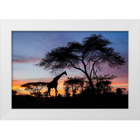 Africa-Botswana-Chobe National Park-Giraffe at sunset White Modern Wood Framed Art Print by Souders, Paul