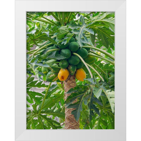 Papaya in valley Ribeira da Torre on the island Santo Antao-Cape Verde White Modern Wood Framed Art Print by Zwick, Martin