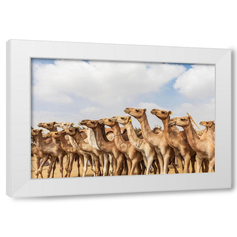 Africa-Egypt-Cairo-Birqash October 5-2018 Camels at the Souq al-Gamaal weekly camel market White Modern Wood Framed Art Print by Wilson, Emily