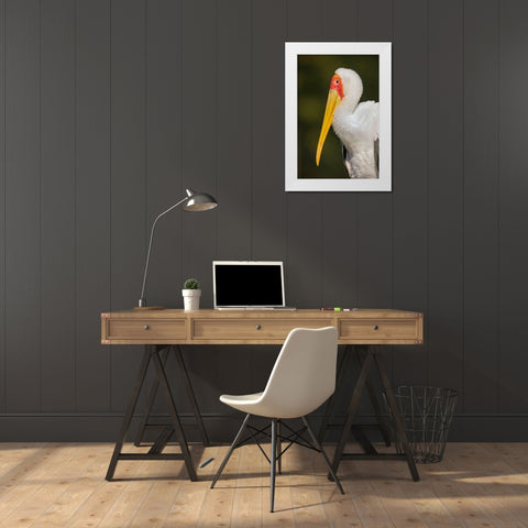 Yellow-billed stork-Masai Mara-Kenya-Africa White Modern Wood Framed Art Print by Jones, Adam