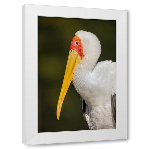 Yellow-billed stork-Masai Mara-Kenya-Africa White Modern Wood Framed Art Print by Jones, Adam