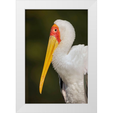 Yellow-billed stork-Masai Mara-Kenya-Africa White Modern Wood Framed Art Print by Jones, Adam