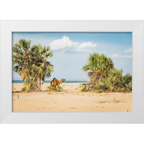 East Africa-Kenya Lake Turkana Basin-Lobolo Camp-beach scene with camels White Modern Wood Framed Art Print by Jones, Alison