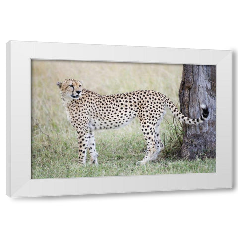 Kenya, Masai Mara Male cheetah pauses by tree White Modern Wood Framed Art Print by Morris, Arthur