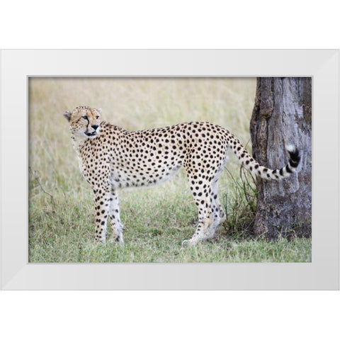 Kenya, Masai Mara Male cheetah pauses by tree White Modern Wood Framed Art Print by Morris, Arthur