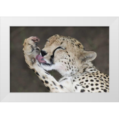 Kenya, Masai Mara Cheetah licking its paw White Modern Wood Framed Art Print by Morris, Arthur