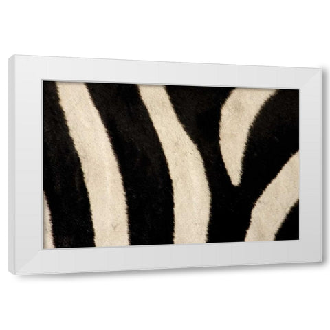 Kenya, Masai Mara Common zebras stripes White Modern Wood Framed Art Print by Morris, Arthur