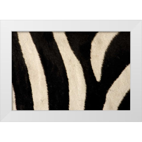 Kenya, Masai Mara Common zebras stripes White Modern Wood Framed Art Print by Morris, Arthur