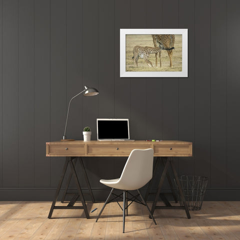 Kenya, Lake Naivasha Young giraffe nursing White Modern Wood Framed Art Print by Morris, Arthur